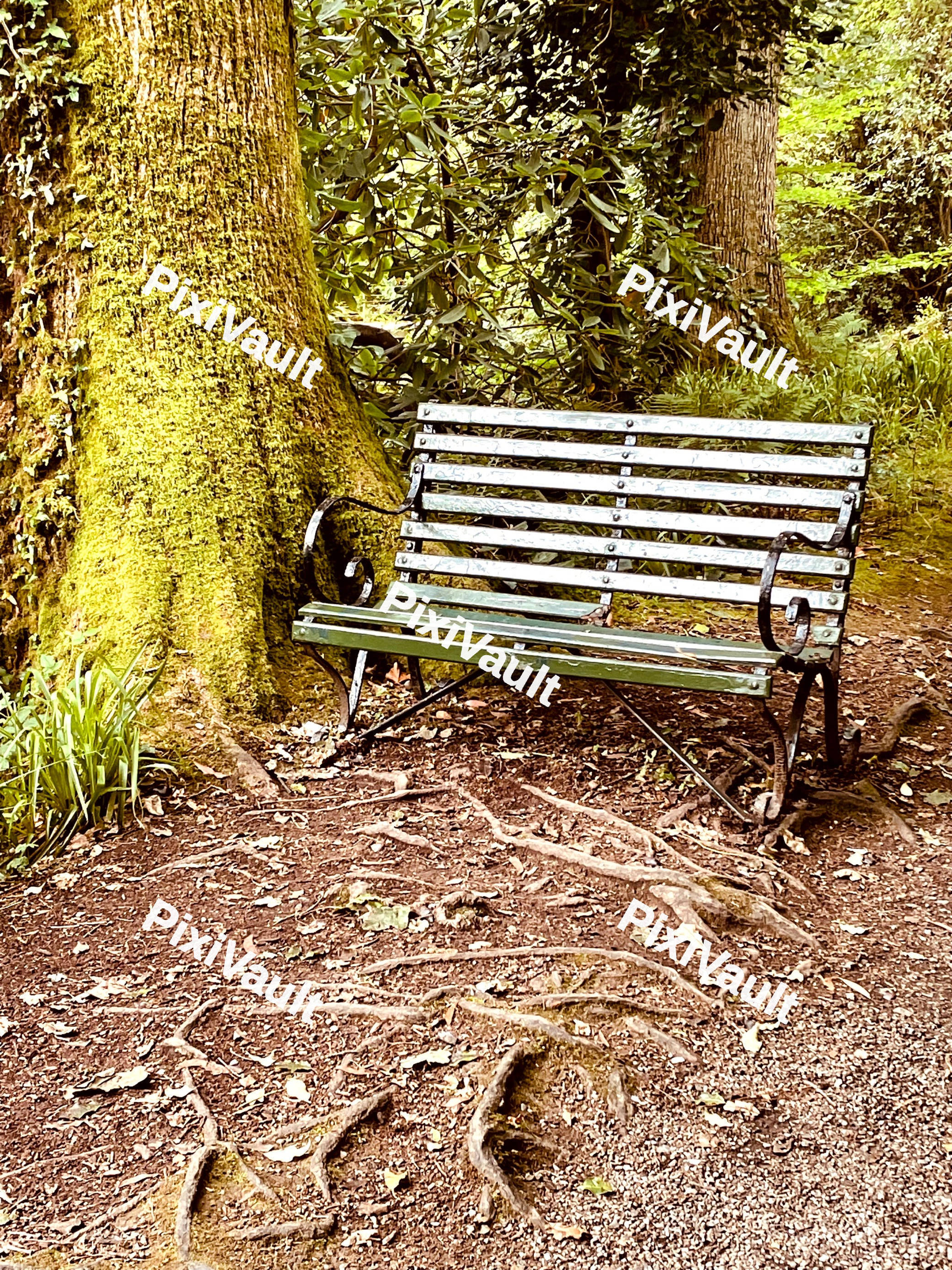 Bench Beside Tree